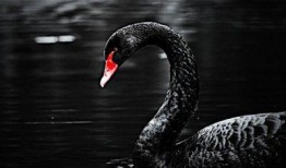 黑天鹅视频爆料最新,揭秘惊人内幕，颠覆你的认知！