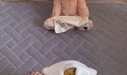 玩具熊最新爆料,揭秘神秘力量背后的秘密